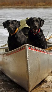dogs in the boat