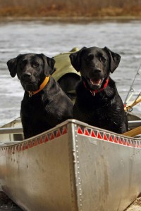 dogs in the boat